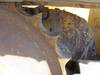 Thumbnail T_E5728Z.JPG of 2005 John Deere 550J LT dozer , 3,201 hours on meter , John Deere 4 5L turbo diesel engine , Canopy ...