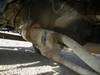 Thumbnail T_D4717ZP.JPG of 2004 Ford F650 XL Super Duty dump truck , 48,073 miles on odometer , Caterpillar 3126E 7 2L L6 diese...