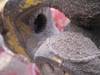 Thumbnail T_B8456ZM.JPG of 1992 HayBuster H1000 Big Bite tub grinder , 1000 PTO , Adjustable height conveyor , Hand winch , 18 ...