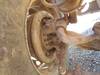 Thumbnail T_F6564N.JPG of 1986 Peterbilt 359 dump truck , 126,127 miles on odometer , Cummins 14 0L L6 diesel engine , Nine sp...