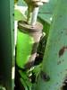Thumbnail T_AB9198O.JPG of 1981 Steiger Panther ST310 tractor , 5,830 hours on meter , Cummins 855 diesel engine , 400 HP , Man...