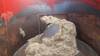 Thumbnail T_E3651X.JPG of Jay Lor 3425 tub grinder , 425 cu ft capacity , 540 PTO , Weigh tronix 715 scale monitor , Light kit...