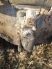 Thumbnail T_B5332ZZZD.JPG of 1998 Ford LT9511 tri axle dump truck , 590,800 miles on odometer , Cummins M11 10 8L L6 diesel engin...