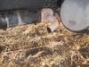 Thumbnail T_B5332ZZZS.JPG of 1998 Ford LT9511 tri axle dump truck , 590,800 miles on odometer , Cummins M11 10 8L L6 diesel engin...