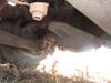 Thumbnail T_B5332ZZZZH.JPG of 1998 Ford LT9511 tri axle dump truck , 590,800 miles on odometer , Cummins M11 10 8L L6 diesel engin...