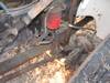 Thumbnail T_B5333ZV.JPG of 2000 Freightliner Altec 50 boom truck , 162,151 miles on odometer , Caterpillar 3126 7 2L turbo dies...