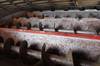 Thumbnail T_E8405DC.JPG of 1992 Case IH 1680 Axial Flow 222BC RWA combine , 3,880 engine hours on meter , Cummins 8 3L turbo di...