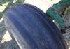 Thumbnail T_E8421ZZZZZ.JPG of 1979 John Deere 4440 tractor , 3,065 hours on meter , Approximately 10,000 actual hours , John Deere...