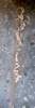Thumbnail T_F4234X.JPG of 2006 Comb 26 single axle office trailer , 8W exterior , 7H ceiling , 79 quot L x 7 5W front office ,...