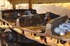 Thumbnail T_C3339ZZV.JPG of 1978 Caterpillar D9H dozer , 8,523 hours on meter , Caterpillar D353 24 2L six cylinder turbo diesel...