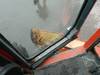 Thumbnail T_G7722ZZL.JPG of 1996 Galion 830B motor grader , 4,426 hours on meter , Komatsu 5 9L six cylinder diesel engine , Mod...