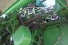 Thumbnail T_E8451ZZJ.JPG of 2009 John Deere 9770 STS combine , 1,571 engine hours on meter , 1,113 separator hours on meter , Jo...