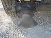 Thumbnail T_E7106J.JPG of 1999 Sterling L7500 water tanker truck , 152,620 miles on odometer , Caterpillar 7 2L L6 diesel engi...