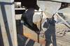 Thumbnail T_F4740ZT.JPG of Missouri Rogers 2436 portable jaw crusher , Electric , 100 HP , 25 quot x 36 quot discharge conveyor...