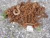 30 L spreader chain Shipping quotes available Vista Design and Construction 18025 West Lincoln Ave ...