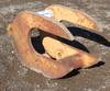Backhoe concrete breaker Removed from Case 580 backhoe Laster Construction 6911 E 151st Bixby, OK 74...
