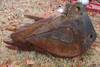 Adco 16 rock bucket 5 teeth One missing Ripper pocket Pinney Excavation 583 PR 2164 Skiatook, OK 740...