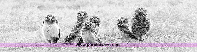 image for item B1538 Brian Lingle Owl Print