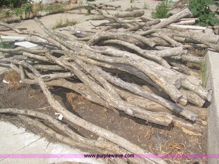 image for item AE9481 Approximately 90 sand hill hedge posts