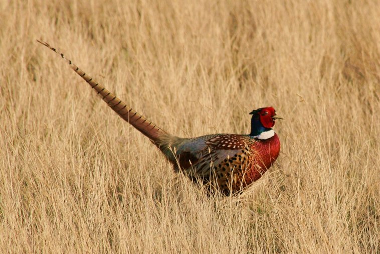 image for item BZ9006 Kansas Pheasant Hunt