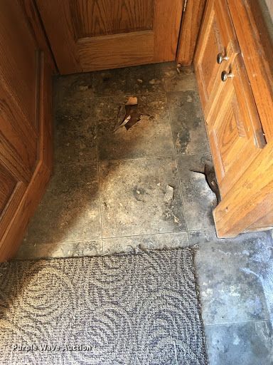 image for item DH3727 2006 Platinum horse trailer