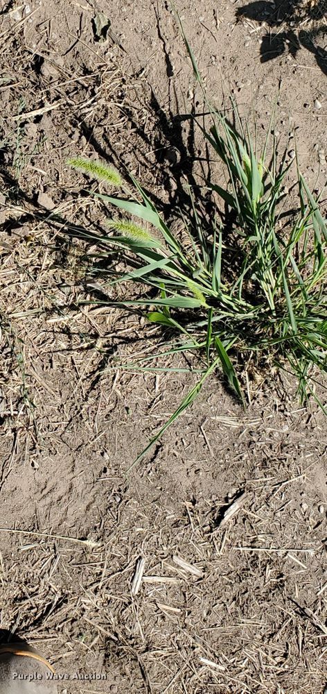 image for item KK9342 Case 1255  windrower