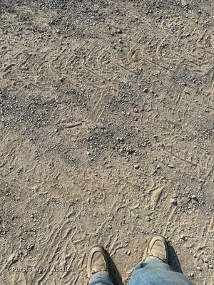 image for item DS6364 1976 Caterpillar 613B  elevating scraper