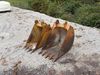 (2) backhoe buckets