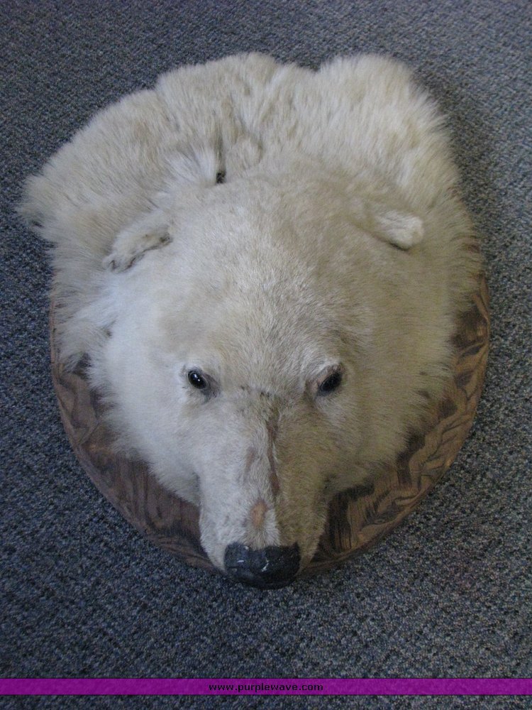 image for item 3495 Polar bear mount