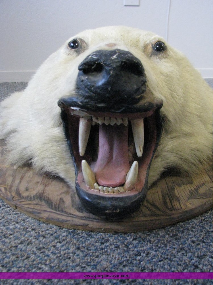 image for item 3495 Polar bear mount